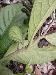 Solanum microleprodes