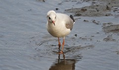 Chroicocephalus ridibundus