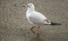 Chroicocephalus ridibundus