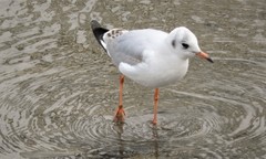 Chroicocephalus ridibundus