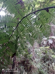 Sphaeropteris quindiuensis