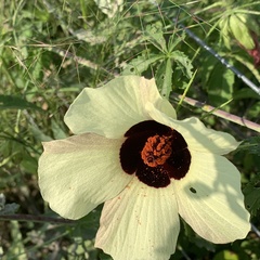 Hibiscus caesius