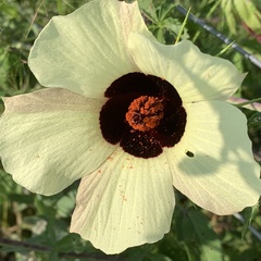 Hibiscus caesius