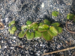 Glehnia