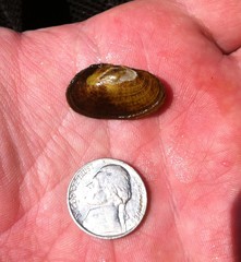 Cambarunio taeniatus