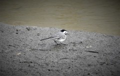 Motacilla alba alba