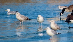 Larus argentatus