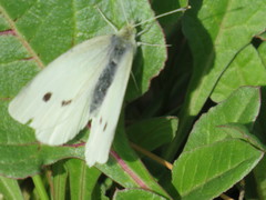 Pieris rapae