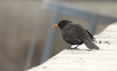 Turdus merula merula