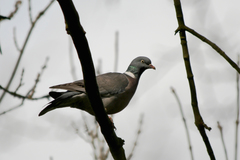 Columba palumbus