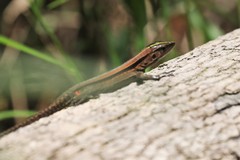 Kentropyx altamazonica