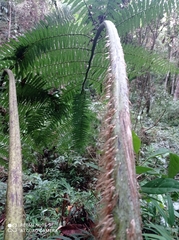 Sphaeropteris quindiuensis