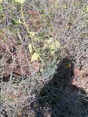 Antigonon flavescens