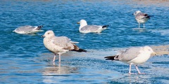 Larus argentatus