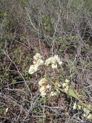 Antigonon flavescens