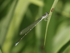Enallagma exsulans