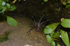 Diapontia anfibia