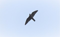 Falco peregrinus brookei