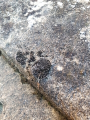 Grimmia tergestina