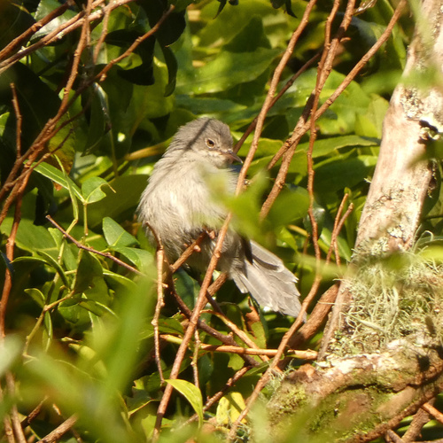 Chirinda Apalis (Apalis chirindensis), photo 5