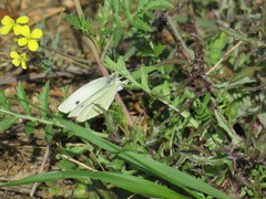 Pieris rapae