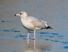 Larus argentatus