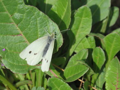 Pieris rapae