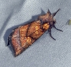 Papaipema impecuniosa