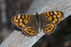 Pararge aegeria
