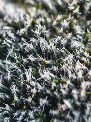 Grimmia tergestina