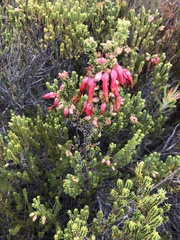 Erica monadelphia
