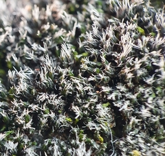 Grimmia tergestina