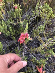 Erica monadelphia