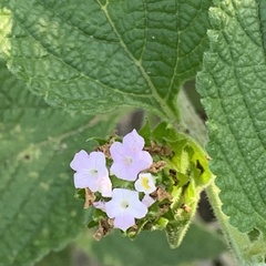 Lantana angolensis