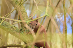 Sciurus vulgaris