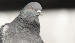 Columba livia