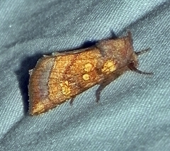 Papaipema impecuniosa