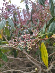 Miconia theizans