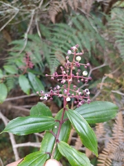 Miconia theizans