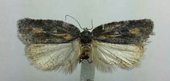Acleris youngana