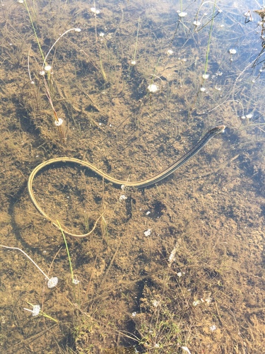 Ophisaurus attenuatus
