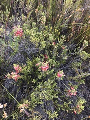 Erica monadelphia