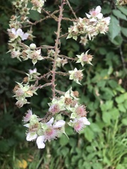 Rubus affinis