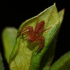 Oxyopes schenkeli