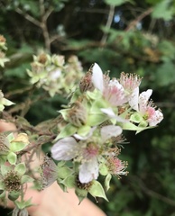 Rubus affinis