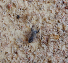 Oecobius cellariorum