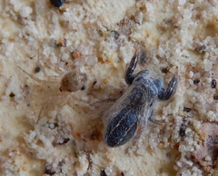 Oecobius cellariorum