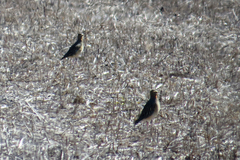 Oreopholus ruficollis