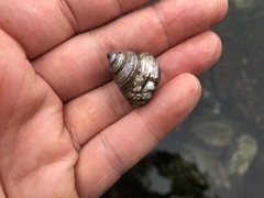 Calliostoma ligatum