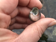 Calliostoma ligatum
